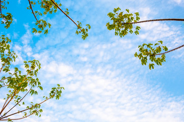 Looking up to see the sky.