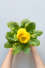 Gardening background with yellow gerbera isolated on gray background. Top view.