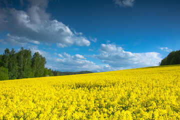 Obraz premium Magical fields of rape in May, cultivation - rapeseed, rapeseed oil, Poland