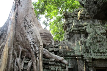 Fototapeta premium Cambodia Angkor Wat Ta Prom tree Classical picture