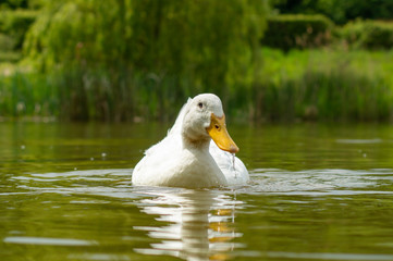Large White Aylesbury, Pekin, Peking Duck, Close Up, Water Level View