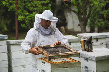 worker opening the bees hive in apiary