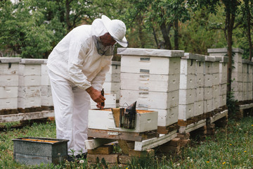 worker opening the bees hive in apiary