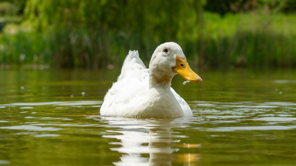 Large White Aylesbury, Pekin, Peking Duck, Close Up, Water Level View