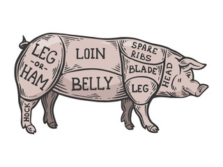Meat diagram pig color sketch engraving vector illustration. Scratch board style imitation. Black and white hand drawn image.