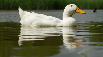 Large White Aylesbury, Pekin, Peking Duck, Close Up, Water Level View
