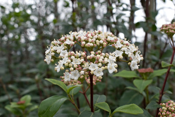 Buds bloom in the park. Among the tall trees, a low tree grows with partially blossoming white-pink buds.