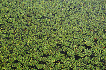 green leaves background