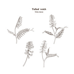 Fototapeta premium Vintage set of black and white illustrations of tufted vetch (Vicia cracca) with flowers, stems, leaves, beans - meadow and pasture plant for hay and forage for livestock.