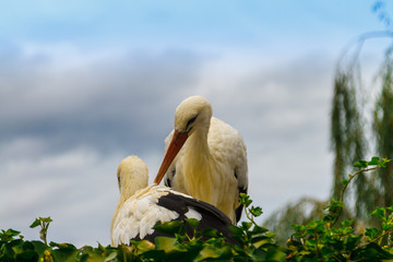 Stork family in the nest