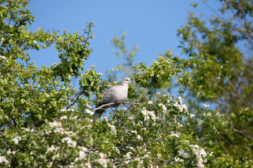 Dove in tree