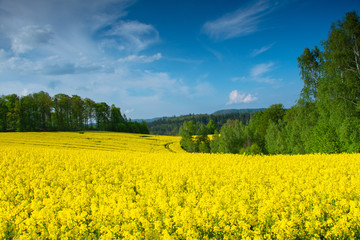 Magical fields of rape in May, cultivation - rapeseed, rapeseed oil, Poland