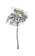 Isolated trees on white background