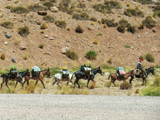 Caravan of mules carrying merchandise between Chile and Argentina