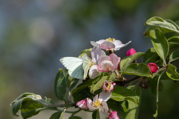 green veined butterfly on blossom