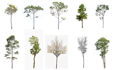 Collection of Isolated Trees on white background ,beautiful trees from Thailand, isolated white background , Suitable for use in architectural design , Decoration work , Used with natural articles bot