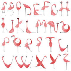 Hand drawn watercolor flamingos. Flamingo alphabet - obrazy, fototapety, plakaty