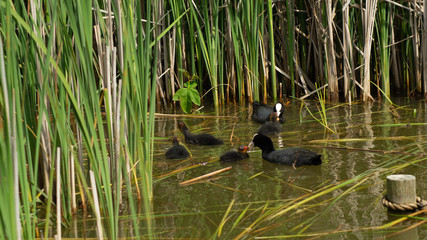 Moorhen Family with Chicks feeding in lake
