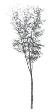 soft focust big tree thailand Pine tree tea leaf color on isolated white background
