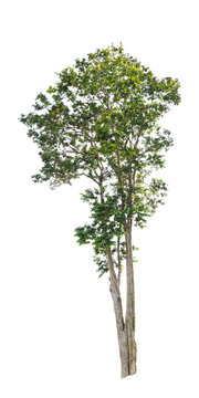 Isolated trees on white background