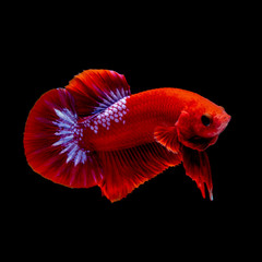 Betta fish  red hellboy in the aquarium