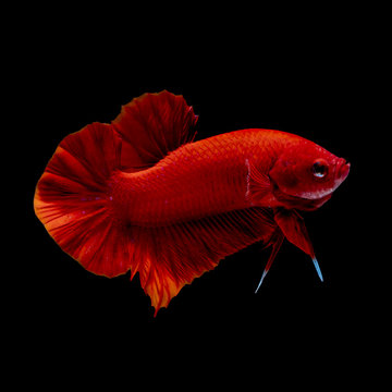 Betta fish  red hellboy in the aquarium