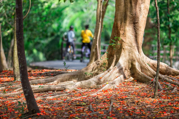 The natural background of flowers (orange) that fall on the ground surface beneath the trees, is the beauty of shedding leaves, with a blurred sunshine of the wind blowing through together.