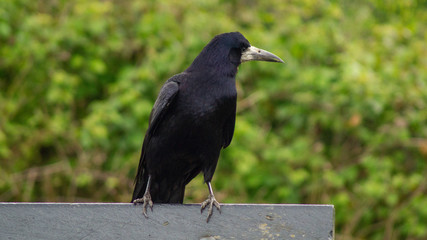 Large Black Rook Close up View