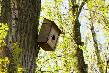 Birdhouse on a tree in the spring forest. House for starlings. Wooden nesting box.