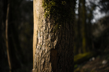 The tree trunk is partially covered with bark. The barrel has a brown tint, the bark is more gray. In the daytime solar time, the bark acquires a brown color.