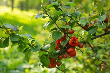 Flowering shrubs Chaenomeles japonica.  Maules quince. Red-orange flowers. Spring Park.