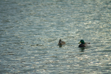 Ducks swimming in the Water