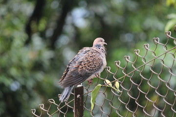 PIGEON