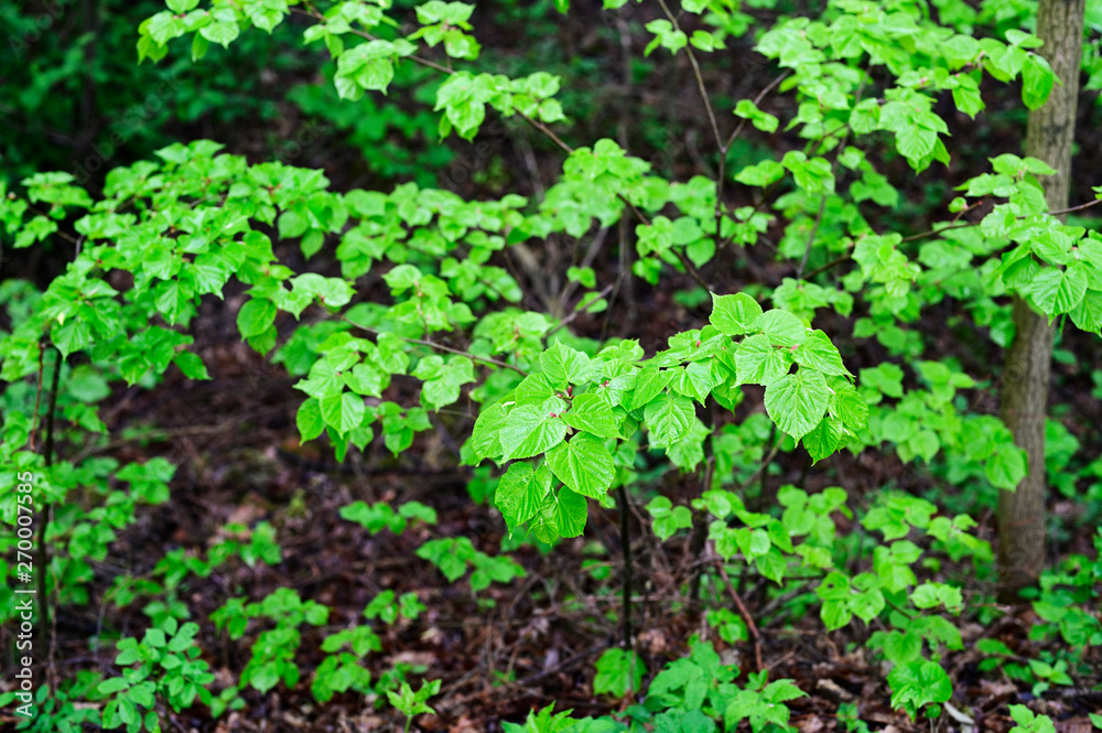 Canvas Prints lush green leaves of a linden tree on a branch.