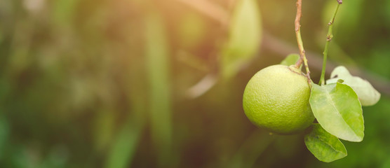 fresh green Lame lemon in farm with sunshine