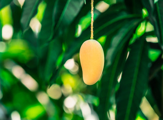 Beautiful Yellow mango on mango tree with leaf background in Chachoengsao