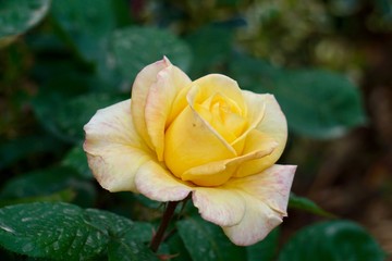 yellow flower plant in summer in the nature, yellow flowers in the garden