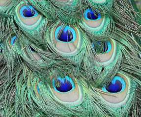 Close up of peacock feathers