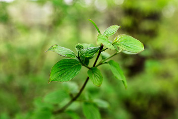 Frangula alnus - Flower buds and green leaves on a twig.