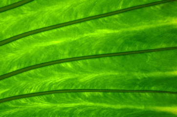 Fototapeta na wymiar Green tropical leaf background texture with copy space for design.Rainforest exotic tree natural pattern.Selective focus.