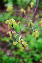 Lush green leaves of oak on a branch in nature.