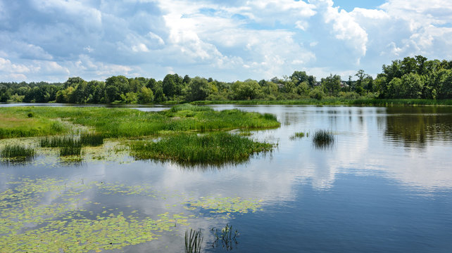 Summer day on the lake. Nature. The lake is surrounded by green bushes and trees.