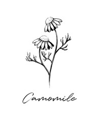 Camomile flower sketch ink vector illustration