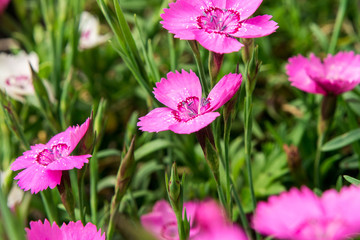 pink flowers in the garden