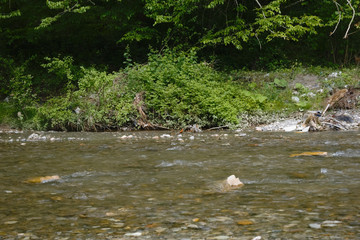 The clear water of the mountain river slowly flows in its bed along the green shores.