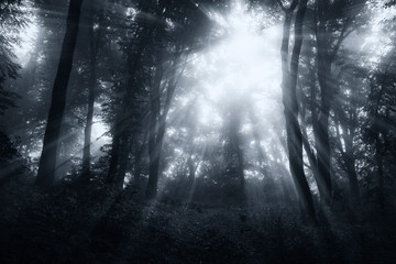 sun rays in mysterious fantasy woods, dark background fairytale atmosphere