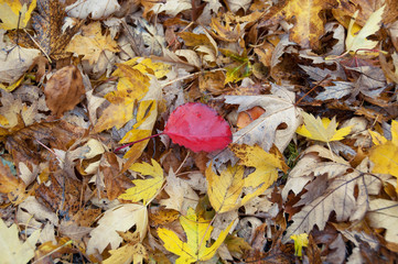 Bright red leaf standing out of yellow leaves on forest floor