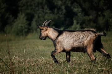 Alpine goat in countryside