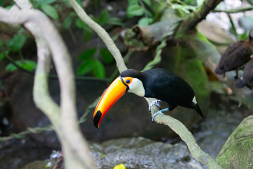 Toucan perched on breanch