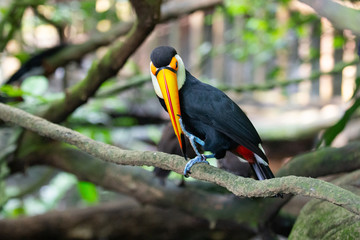 Toucan perched on branch, looking at camera